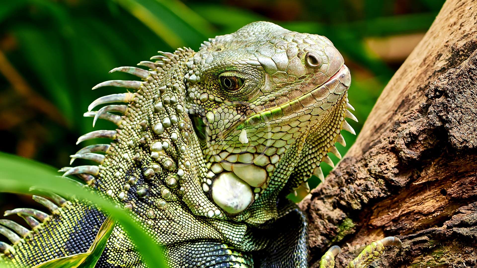 Saving the Beautiful Green Iguan